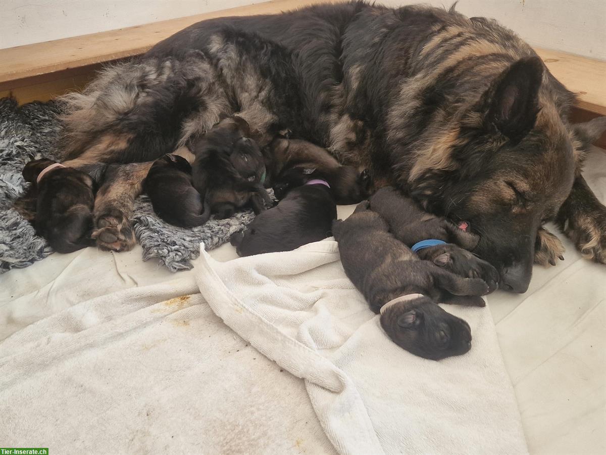 Altdeutsche Schäferhund Welpen «of Team Spirit»