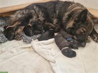 Altdeutsche Schäferhund Welpen «of Team Spirit»