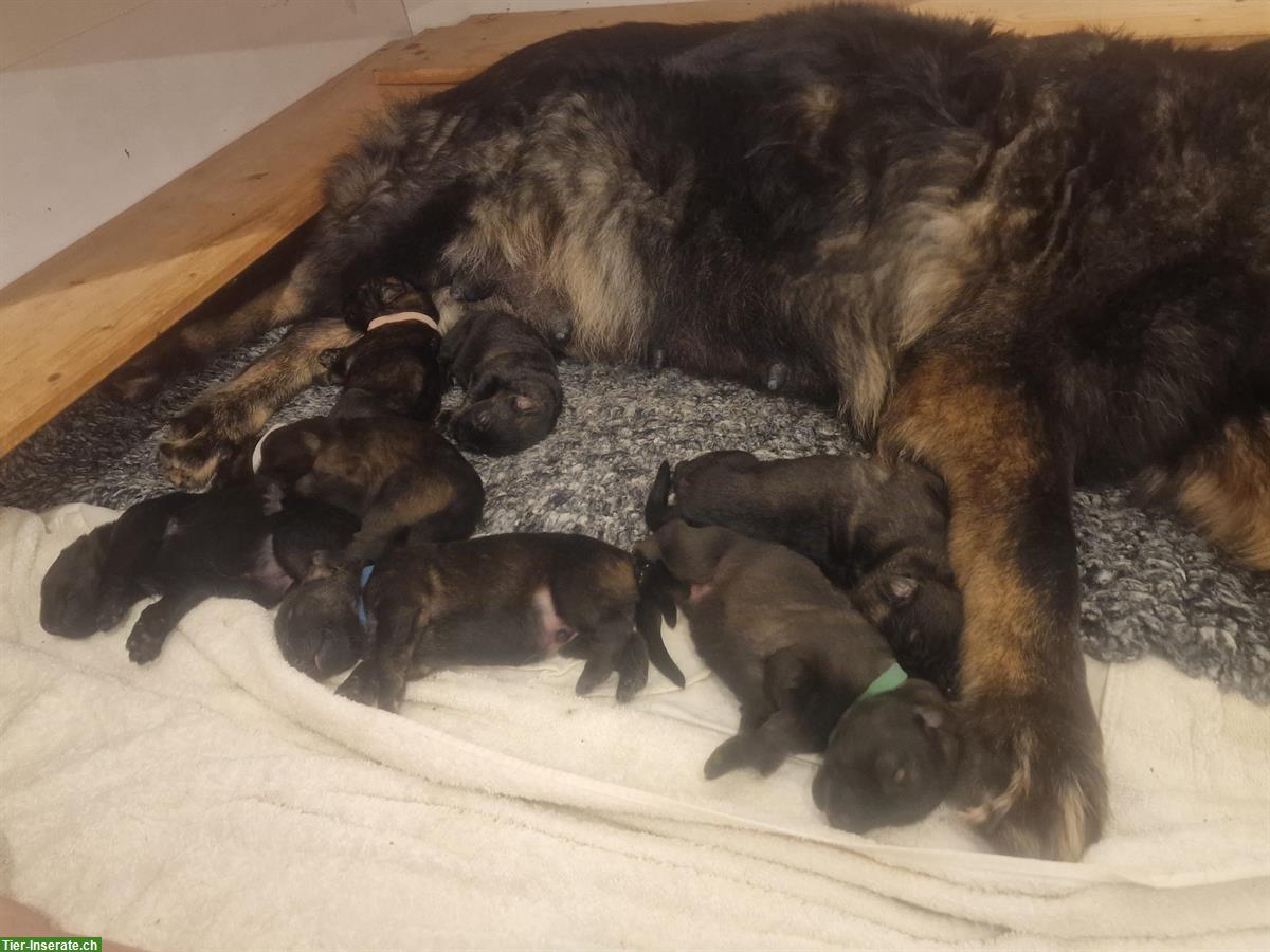 Bild 2: Altdeutsche Schäferhund Welpen «of Team Spirit»