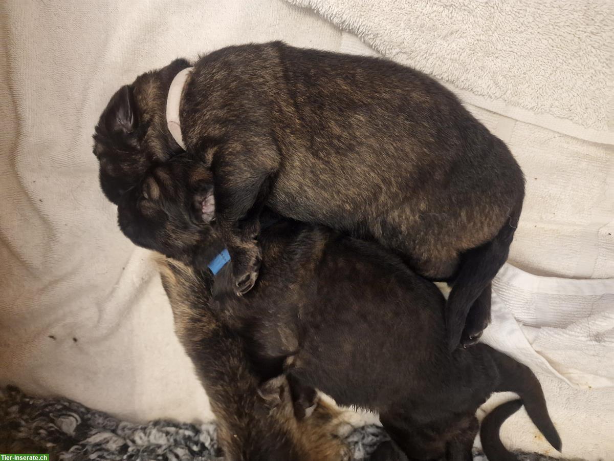 Bild 4: Altdeutsche Schäferhund Welpen «of Team Spirit»