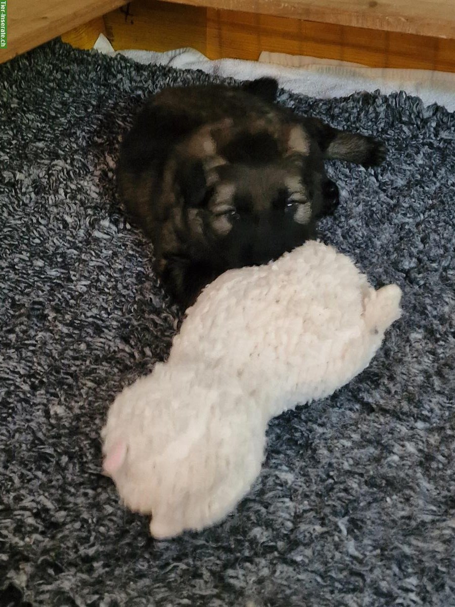 Bild 5: Altdeutsche Schäferhund Welpen «of Team Spirit»