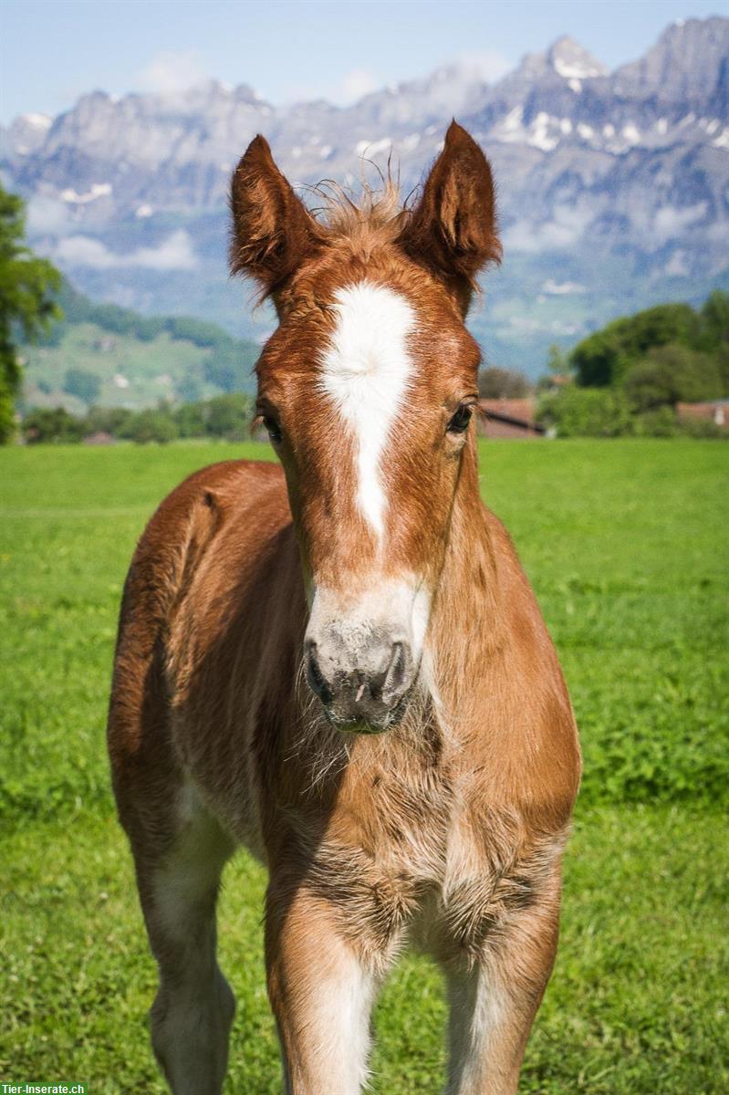 Marchhof - Schwarzwälder Pferde