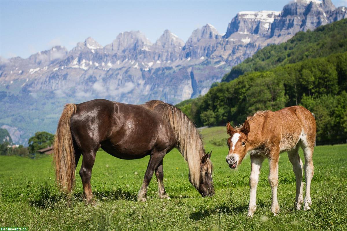 Bild 6: Marchhof - Schwarzwälder Pferde