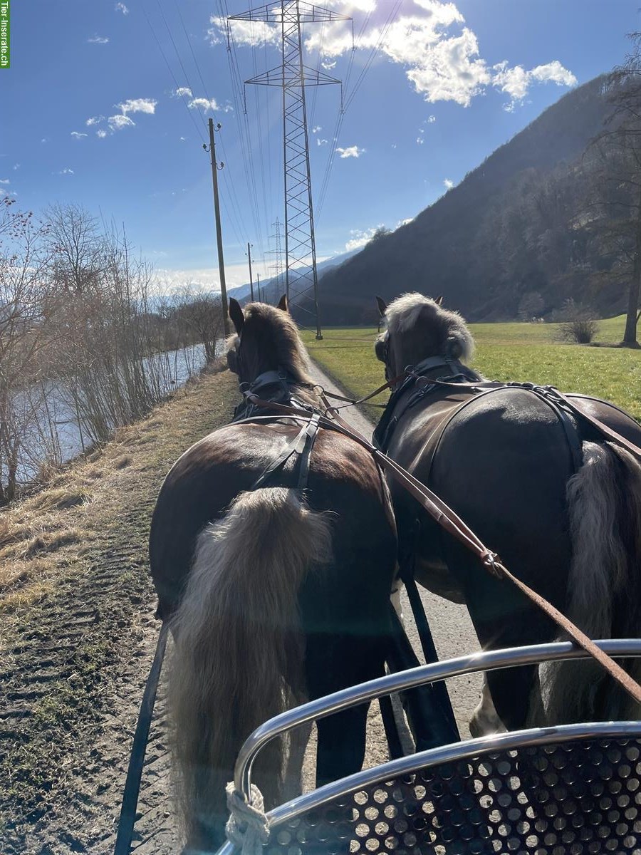 Bild 8: Marchhof - Schwarzwälder Pferde