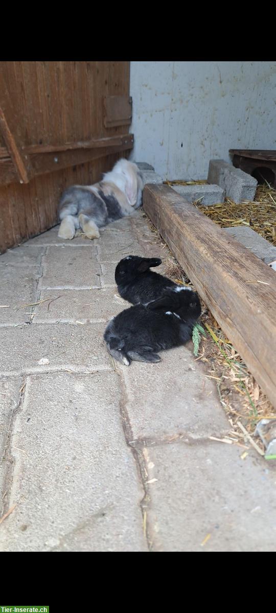 Bild 6: Zwergwidder Babyhäsli suchen ihr Traum zuhause