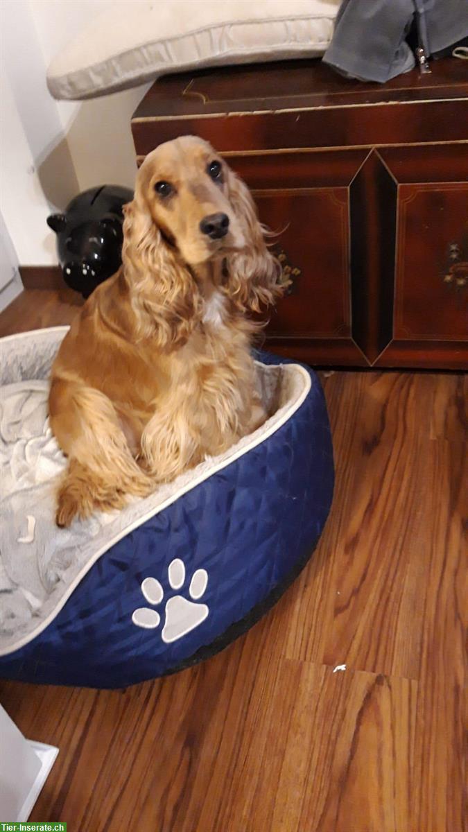 English Cocker Spaniel Welpen zu verkaufen