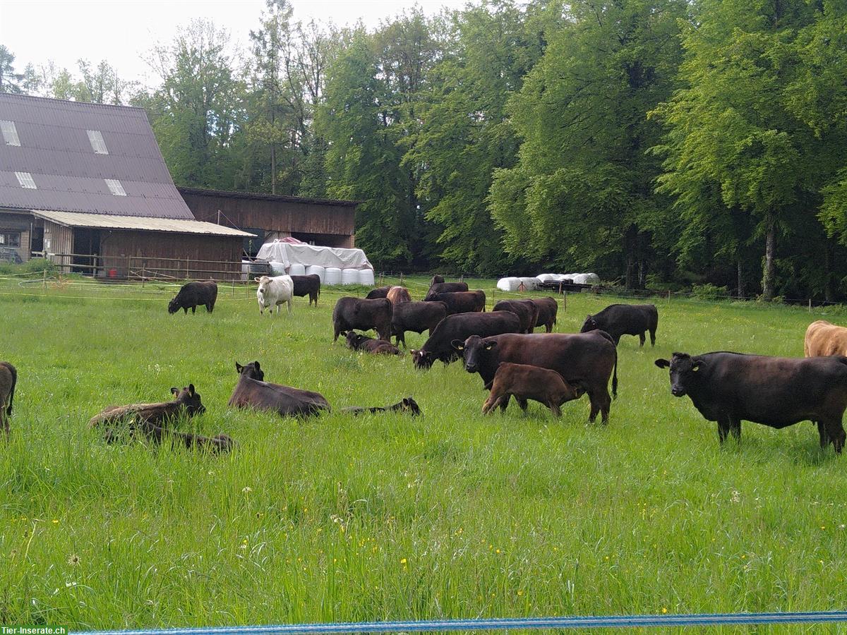 Diverse Wagyu Rinder zu verkaufen
