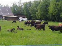 Diverse Wagyu Rinder zu verkaufen