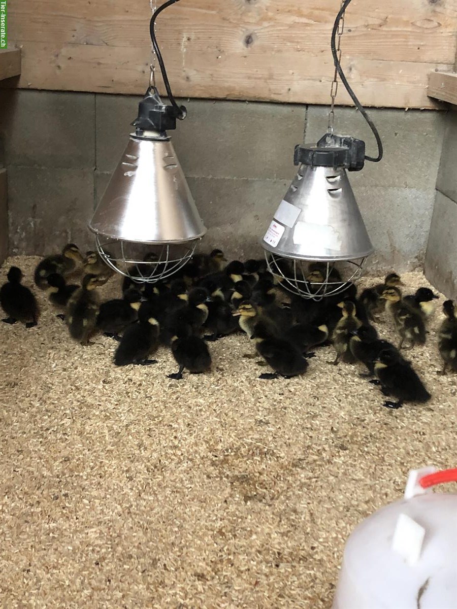 Schwarze Pommernenten Küken zu verkaufen