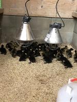 Schwarze Pommernenten Küken zu verkaufen