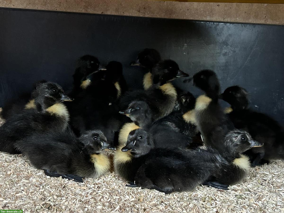 Bild 2: Schwarze Pommernenten Küken zu verkaufen