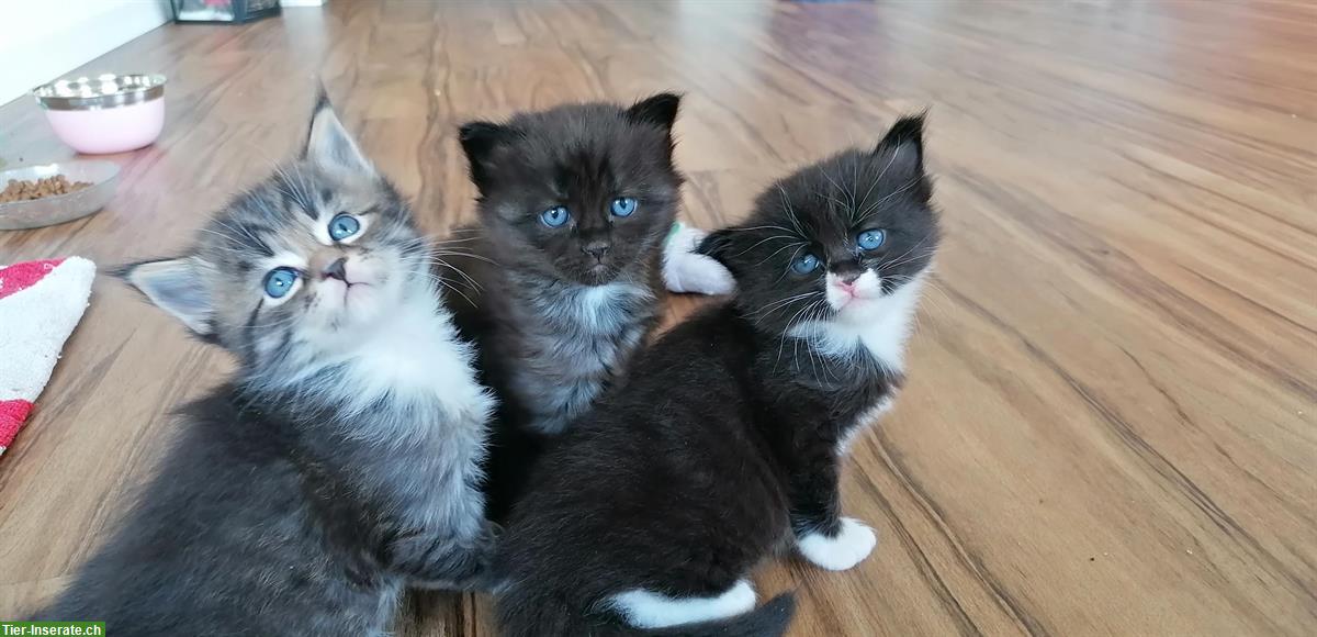 Süsse Maine Coon mix Kitten dürfen bald ausziehen