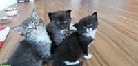 Süsse Maine Coon mix Kitten dürfen bald ausziehen