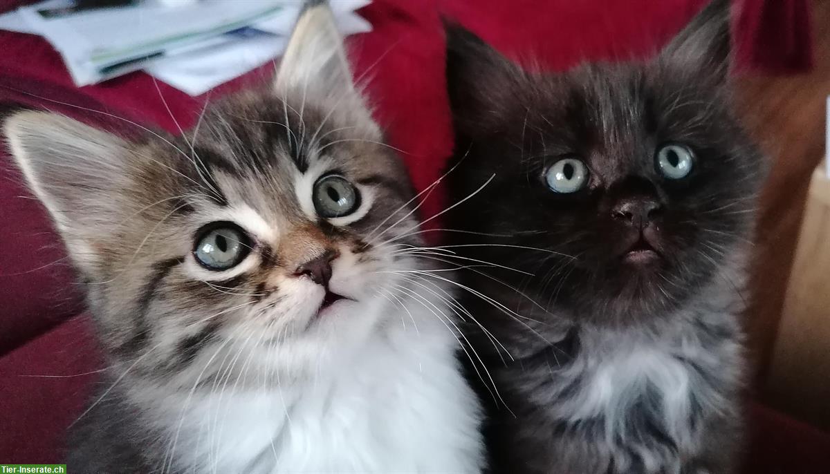 Bild 2: Süsse Maine Coon mix Kitten dürfen bald ausziehen