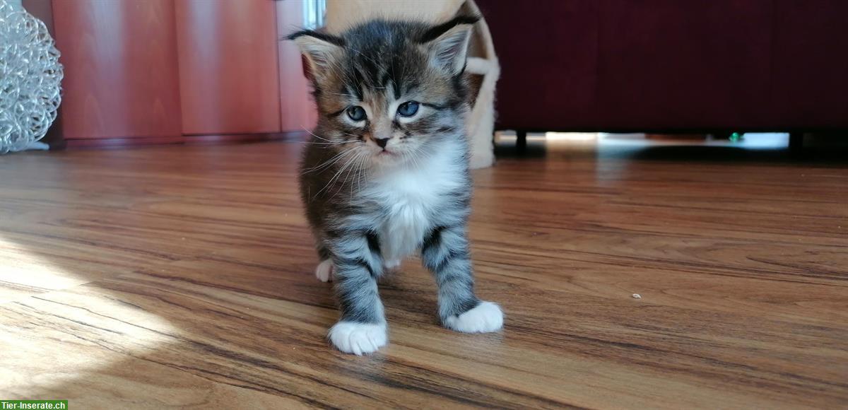 Bild 4: Süsse Maine Coon mix Kitten dürfen bald ausziehen