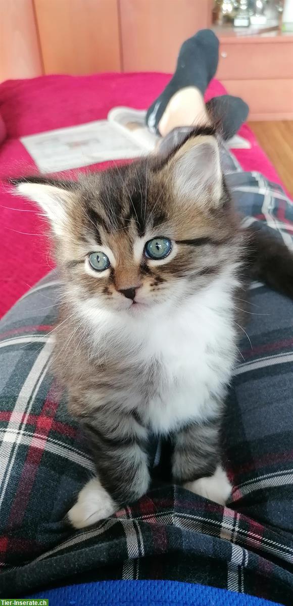 Bild 5: Süsse Maine Coon mix Kitten dürfen bald ausziehen