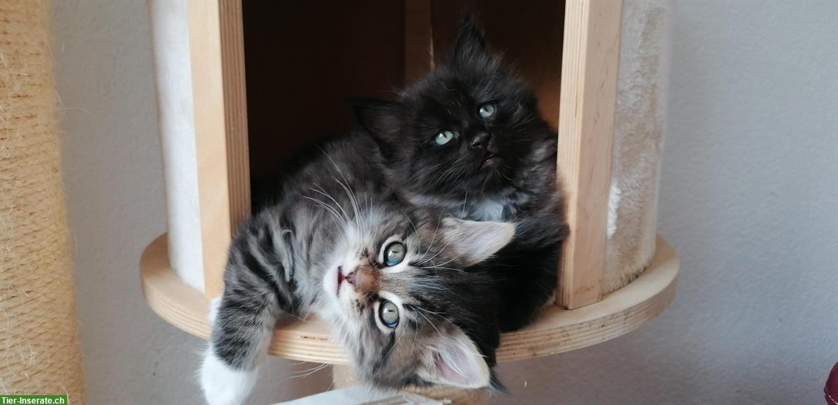 Bild 7: Süsse Maine Coon mix Kitten dürfen bald ausziehen
