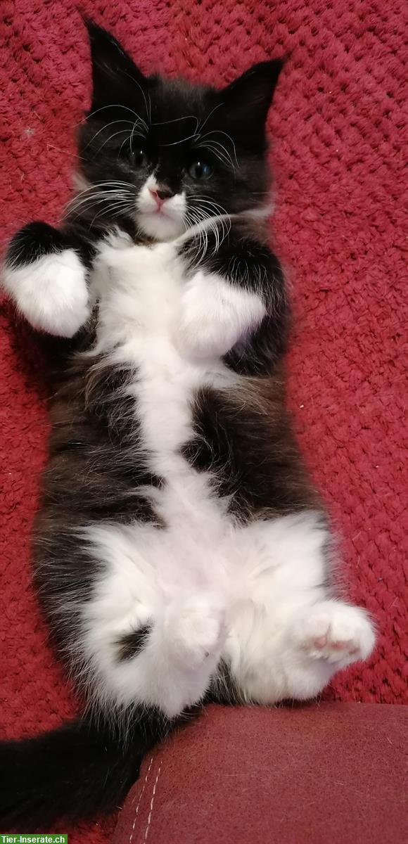 Bild 8: Süsse Maine Coon mix Kitten dürfen bald ausziehen