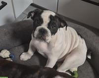 Old english Bulldog Hundemädchen