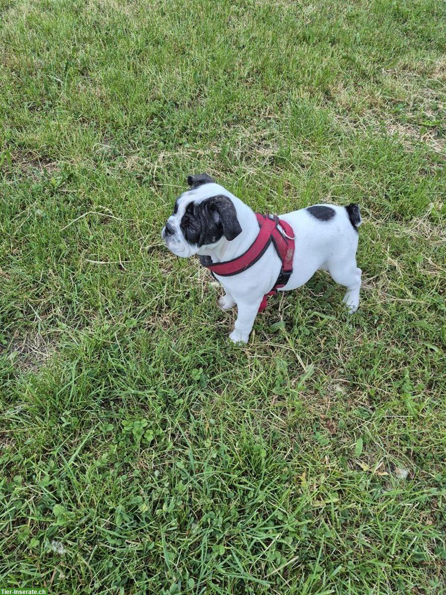 Bild 2: Old english Bulldog Hundemädchen