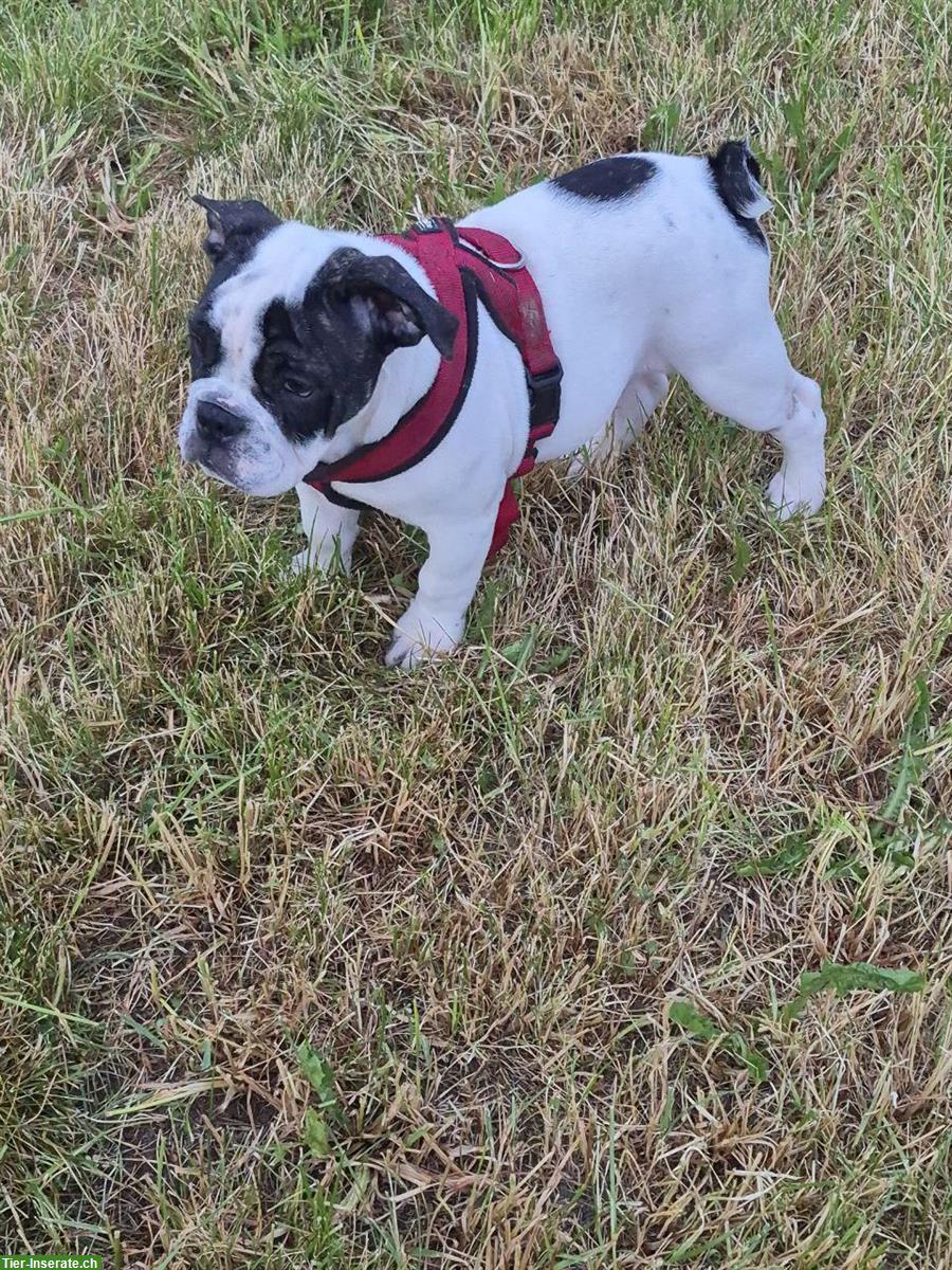 Bild 4: Old english Bulldog Hundemädchen