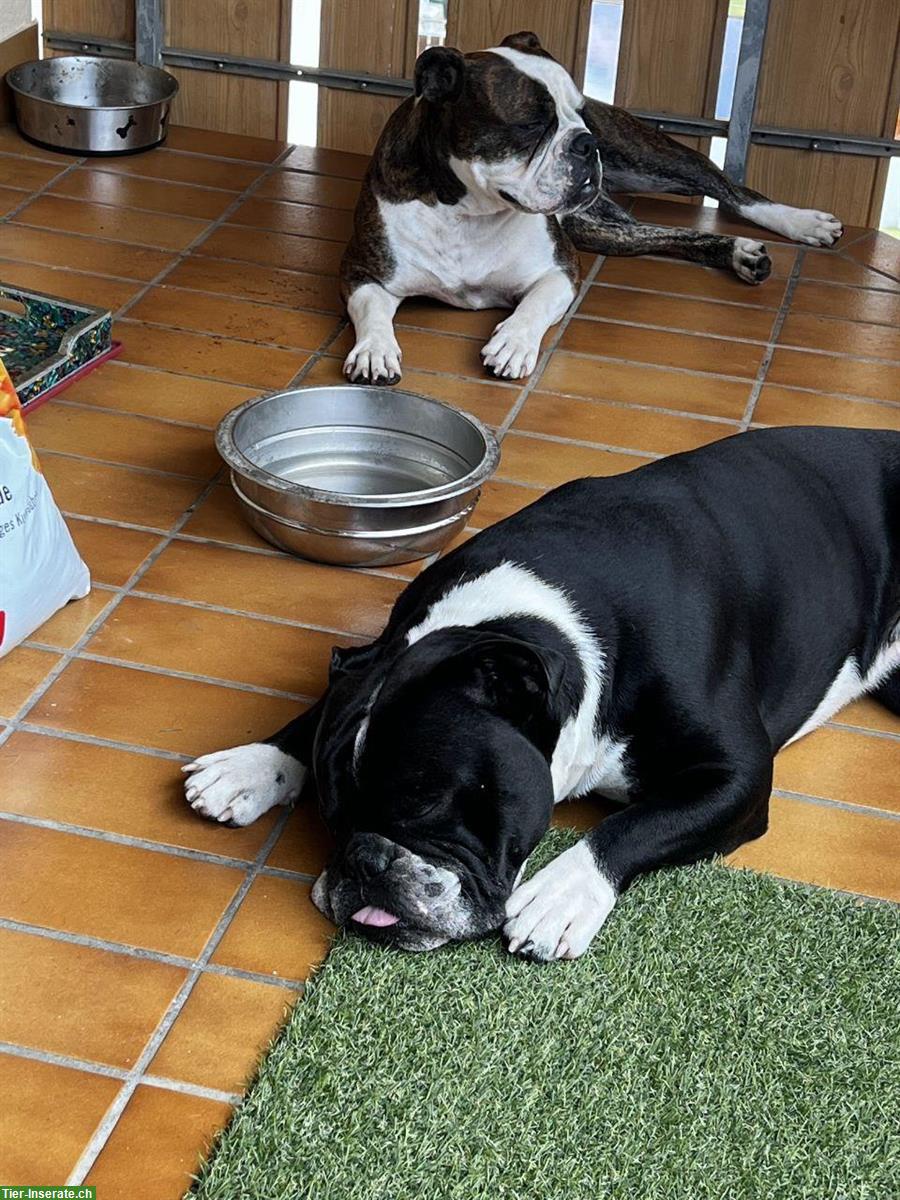 Bild 5: Old english Bulldog Hundemädchen