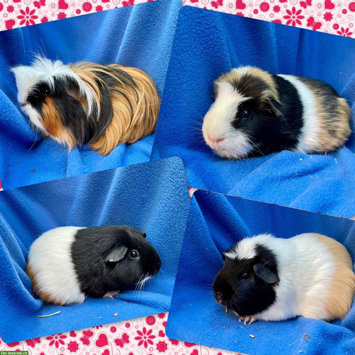 Junge und ältere Meerschweinchen aus Hobbyzucht