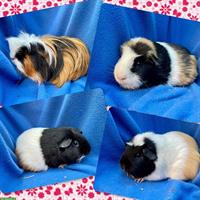 Junge und ältere Meerschweinchen aus Hobbyzucht