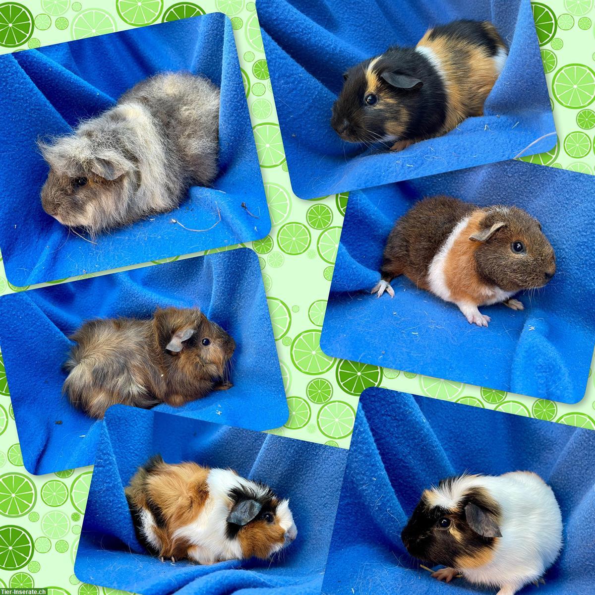 Bild 2: Junge und ältere Meerschweinchen aus Hobbyzucht