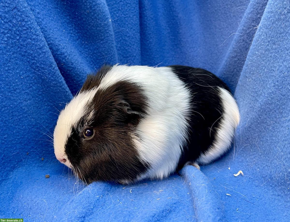Bild 3: Junge und ältere Meerschweinchen aus Hobbyzucht