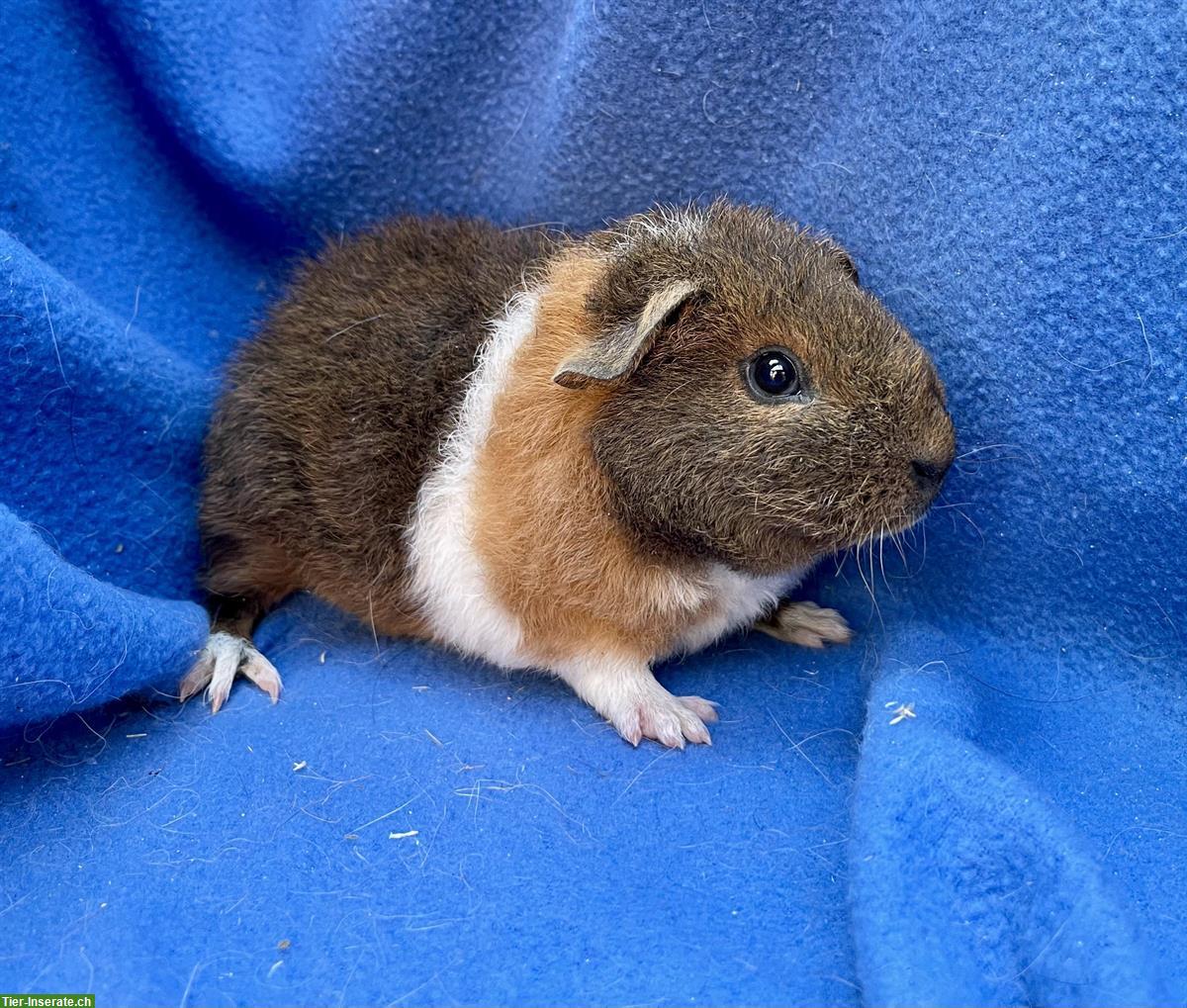 Bild 4: Junge und ältere Meerschweinchen aus Hobbyzucht