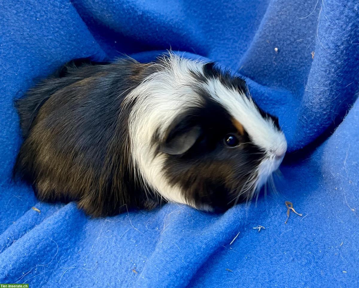 Bild 5: Junge und ältere Meerschweinchen aus Hobbyzucht