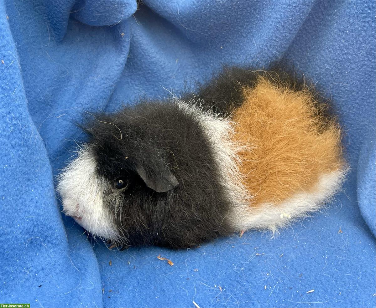 Bild 6: Junge und ältere Meerschweinchen aus Hobbyzucht