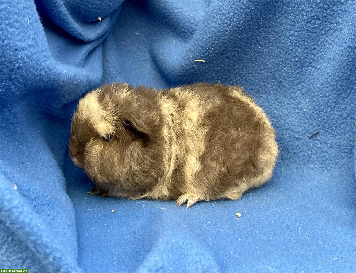 Bild 7: Junge und ältere Meerschweinchen aus Hobbyzucht