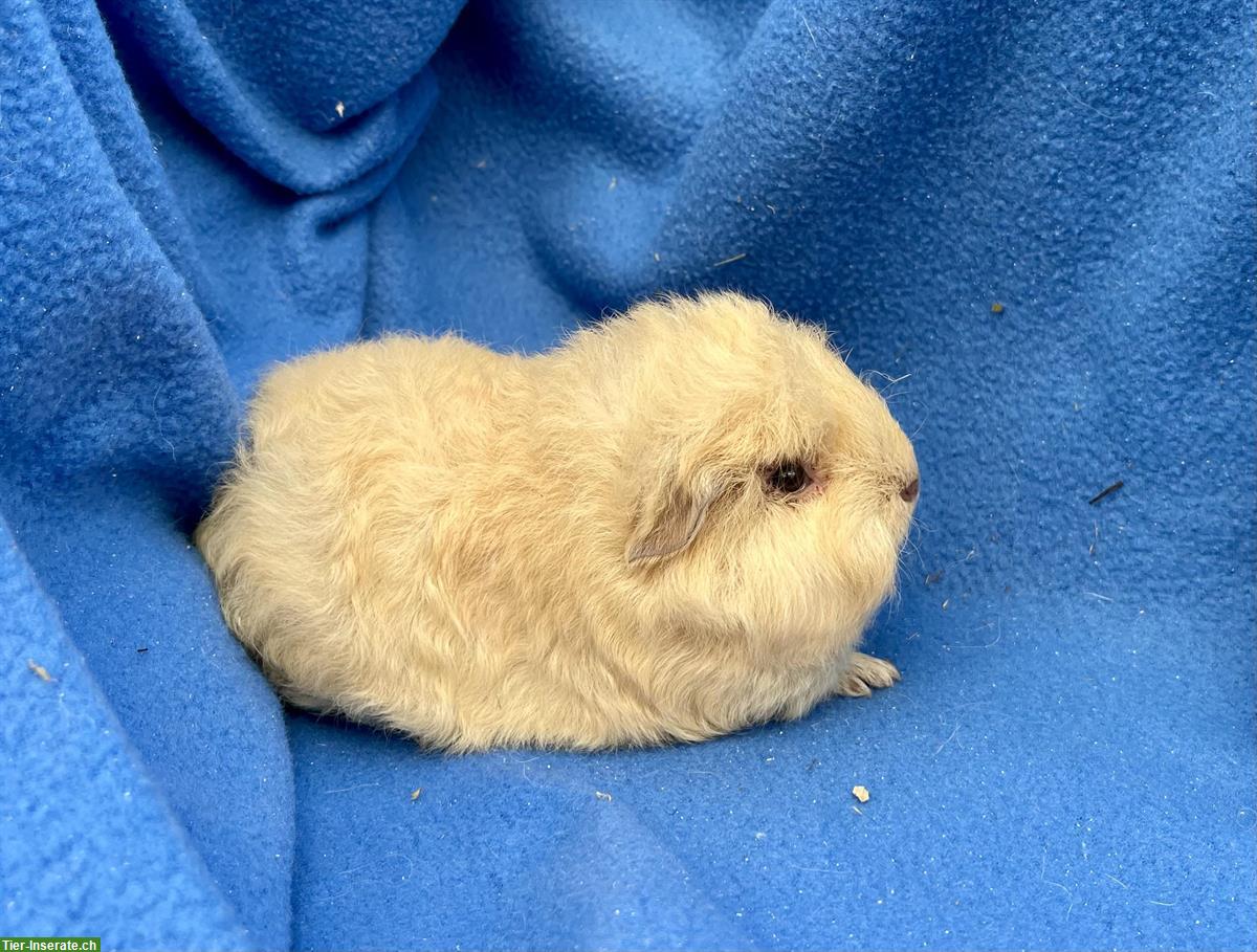 Bild 8: Junge und ältere Meerschweinchen aus Hobbyzucht
