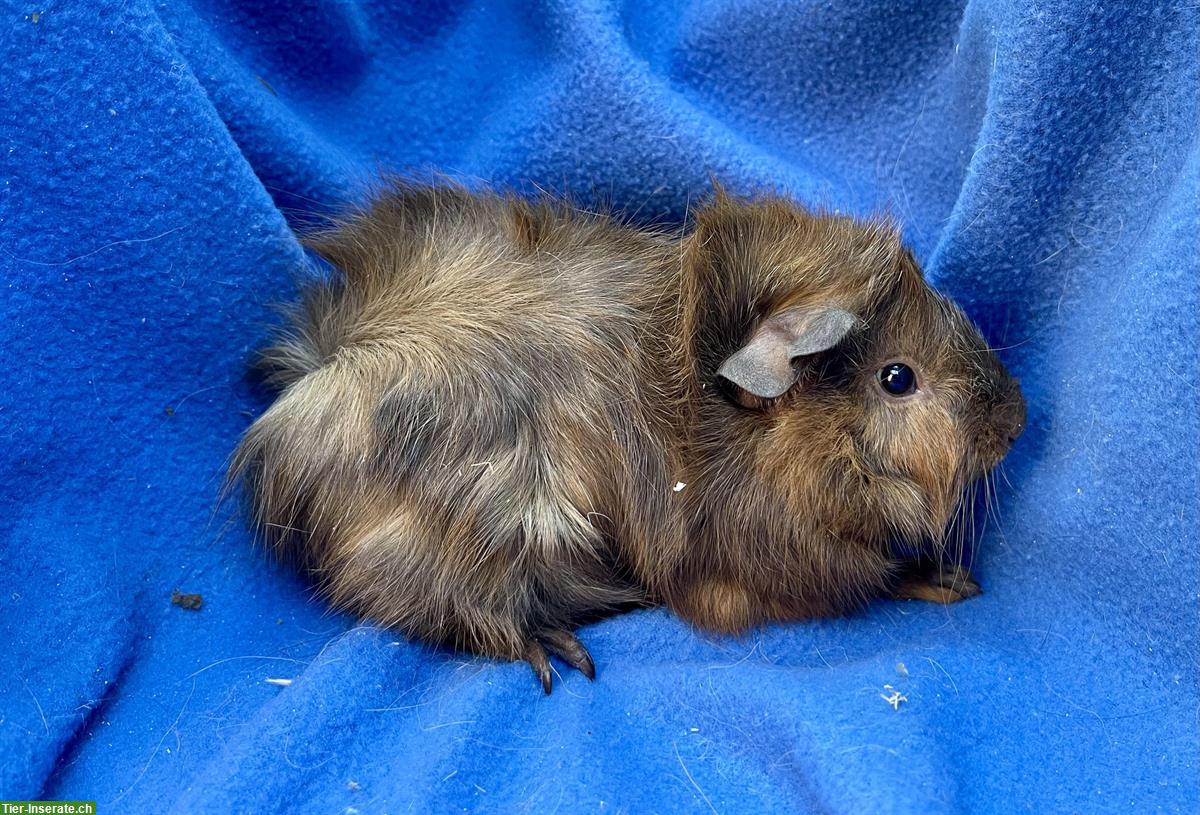 Bild 9: Junge und ältere Meerschweinchen aus Hobbyzucht