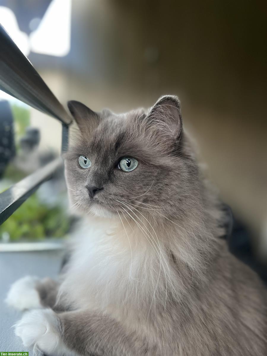 Ragdoll Katze sucht ein neues Zuhause