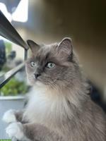 Ragdoll Katze sucht ein neues Zuhause