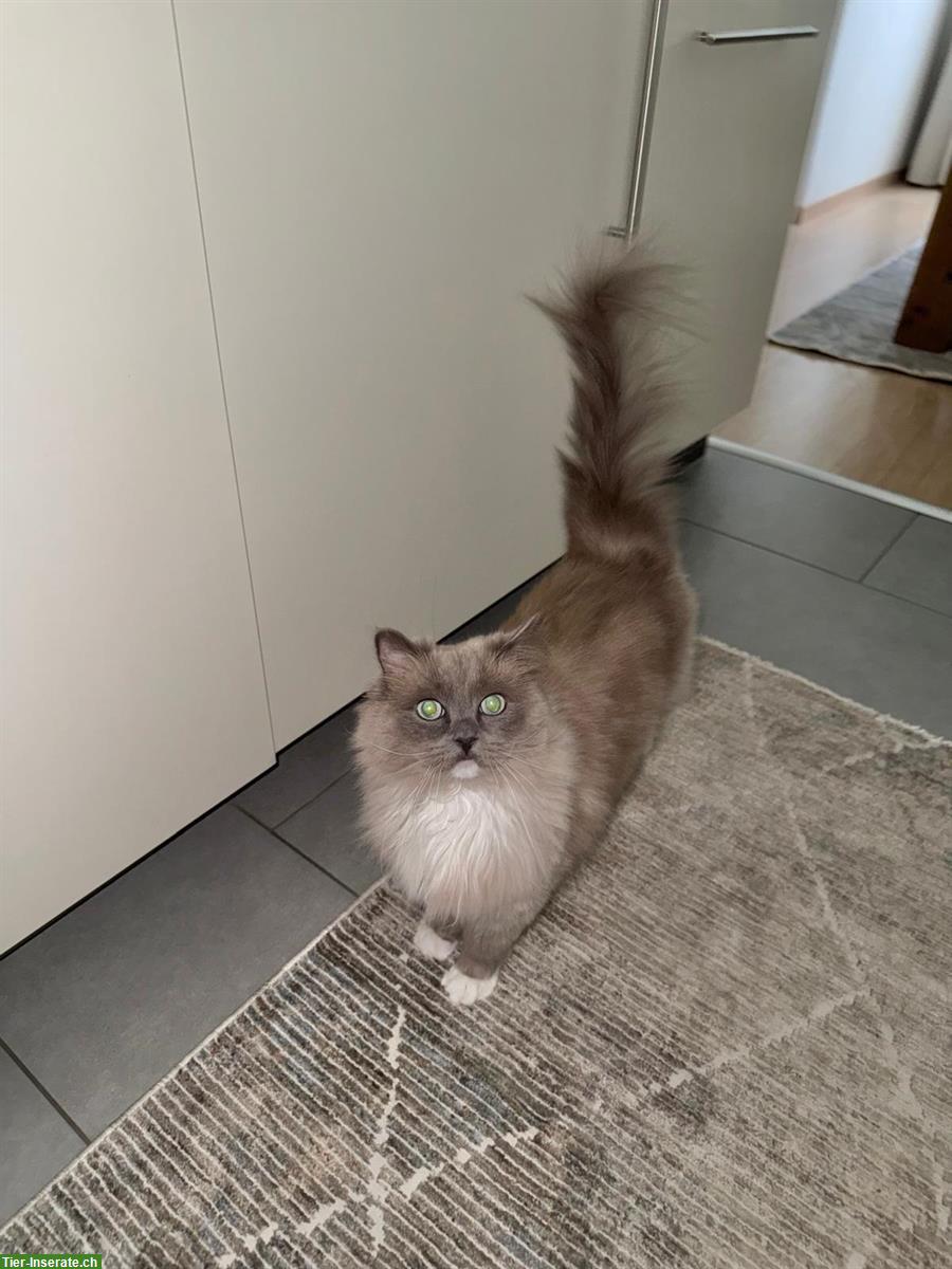 Bild 3: Ragdoll Katze sucht ein neues Zuhause