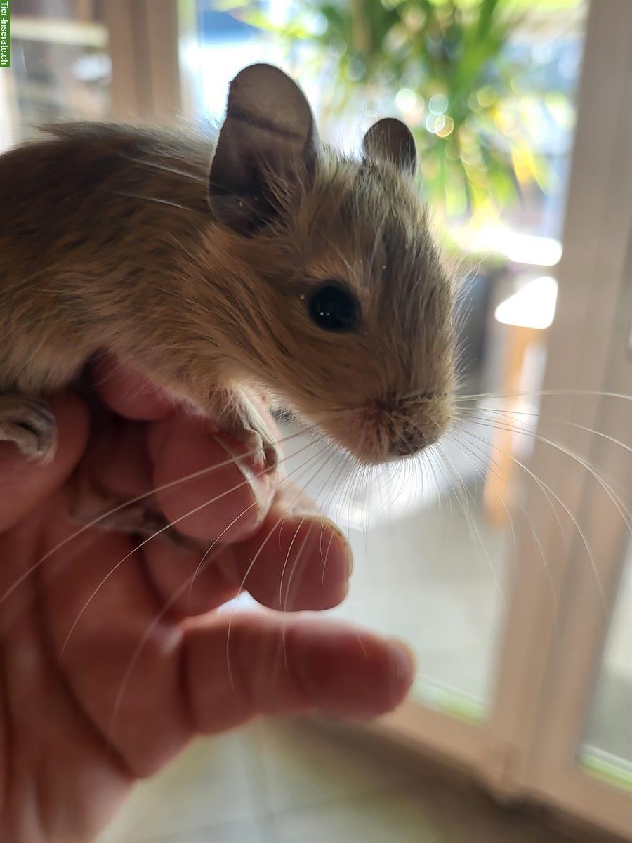 Handzahme junge Degu Weibchen abzugeben