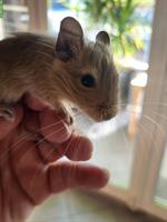 Handzahme junge Degu Weibchen abzugeben