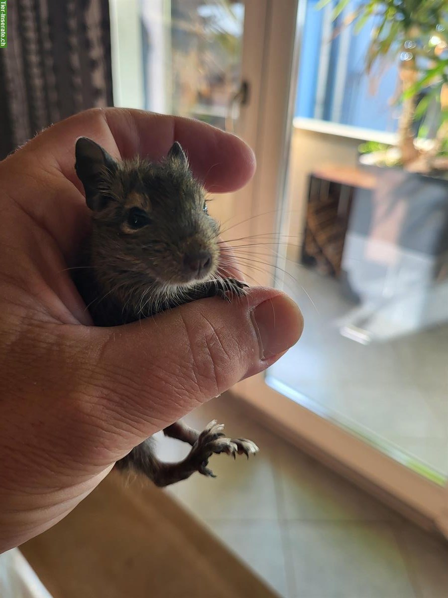 Bild 2: Handzahme junge Degu Weibchen abzugeben