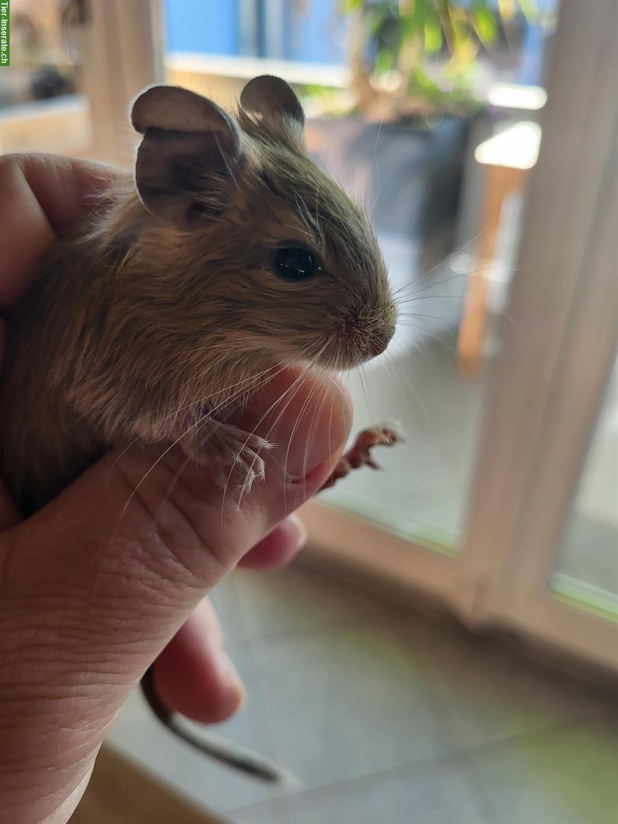 Bild 3: Handzahme junge Degu Weibchen abzugeben