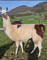 Lama Stute zu verkaufen, auch super fürs Trekking