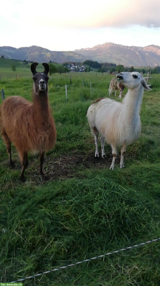 Bild 3: Lama Stute zu verkaufen, auch super fürs Trekking