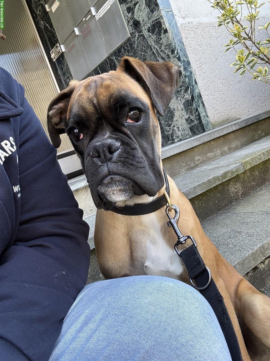 Boxer Hund, 7 Monate alt sucht ein Zuhause