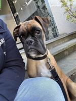 Boxer Hund, 7 Monate alt sucht ein Zuhause