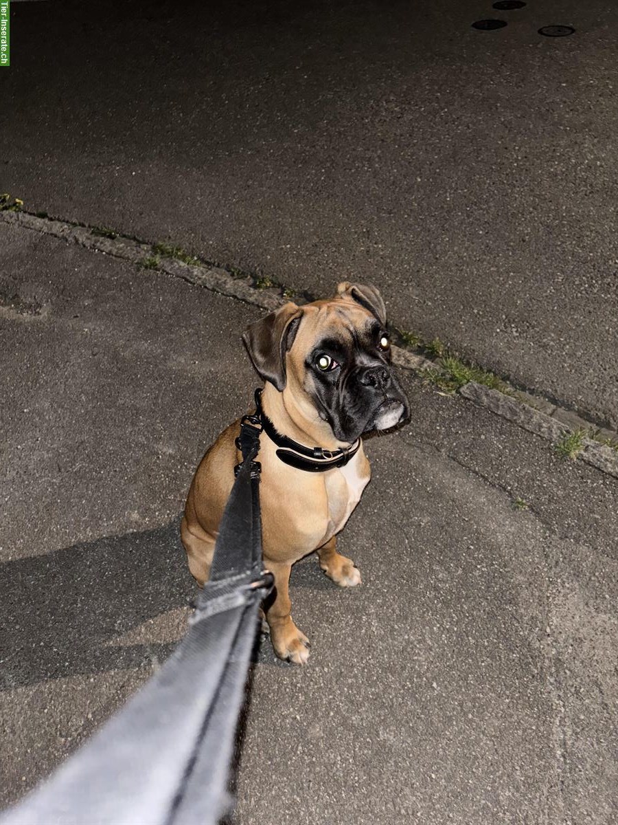 Bild 2: Boxer Hund, 7 Monate alt sucht ein Zuhause