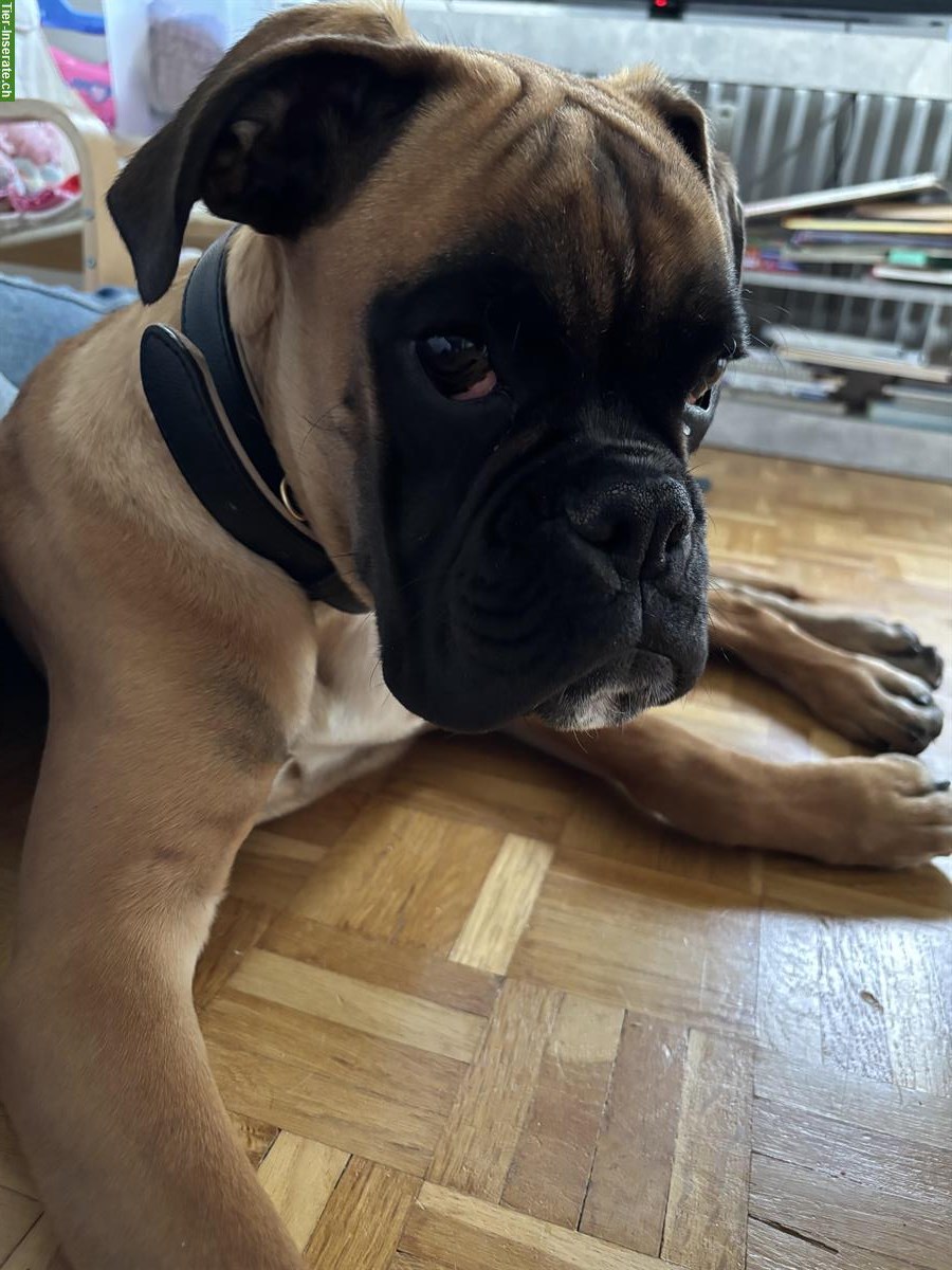 Bild 3: Boxer Hund, 7 Monate alt sucht ein Zuhause
