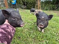 2 zutrauliche Minipig Mädels abzugeben
